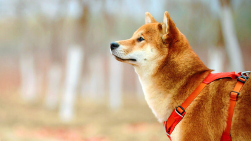 Ein angeleinter Hund schnuppert in den Wind.